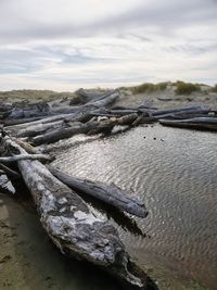 Close-up of driftwood on beach