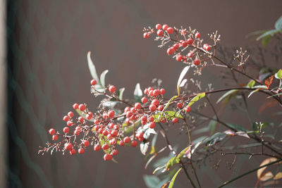 Close-up of red flowering plant against tree