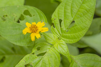 Close-up of yellow flowering plant leaves