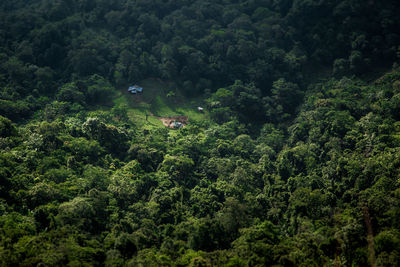 High angle view of a forest