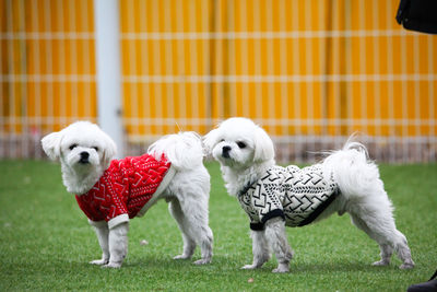 Two dogs on grass