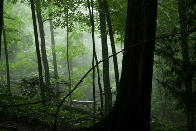 Trees in forest