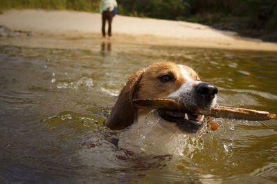Close-up of dog swimming in lake