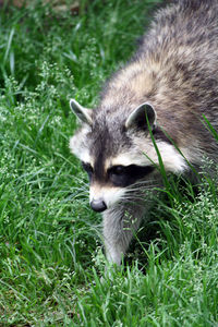 Portrait of cat lying on grass