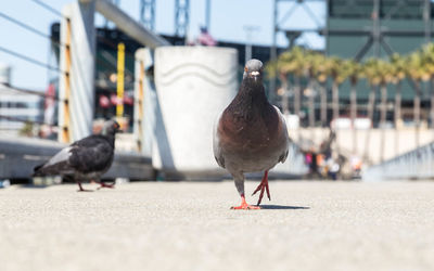 Pigeons perching in a city