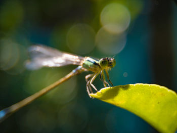 Close-up of insect on leaf