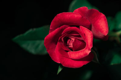 Close-up of red rose against black background