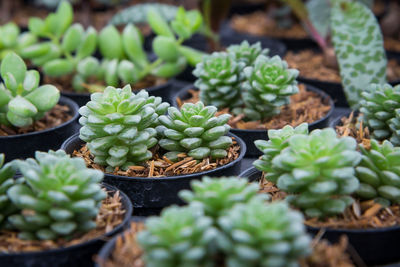 High angle view of succulent plants in market