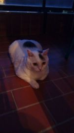 High angle view of cat sitting on floor