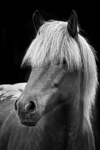 Close-up of a horse