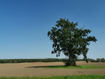 Tree on field against clear blue sky