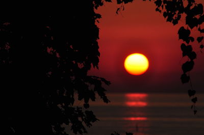 Silhouette tree against sea during sunset