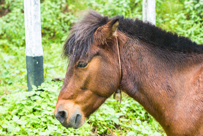 Close-up of a horse