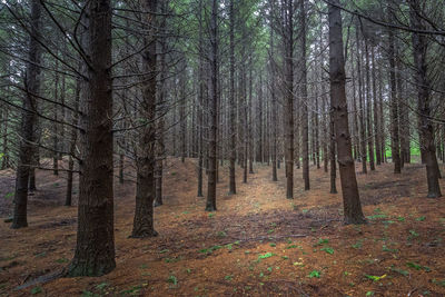 Trees in forest