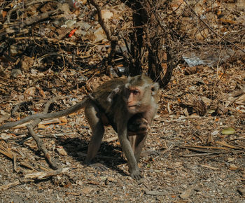 Monkey in a forest