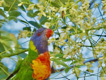 Close-up of parrot