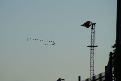 Low angle view of birds flying against clear sky