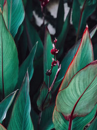 Close-up of red flowering plant leaves