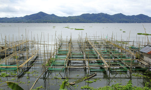 Freshwater culture cages are built by residents along the outskirts of lake tondano.