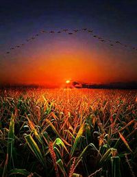 Scenic view of field against sky at sunset