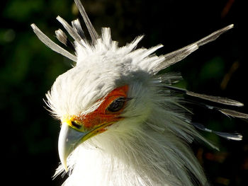 Close-up of peacock