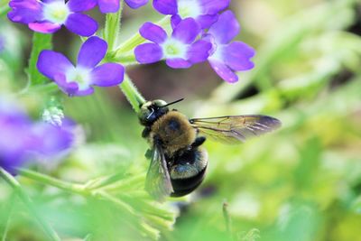 Close-up of bee on purple flower