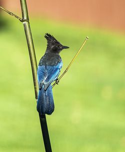 Close-up of bird perching on a plant