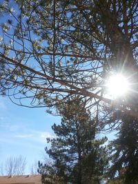 Sun shining through trees