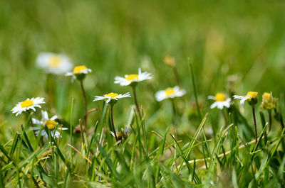 Close-up of daisies