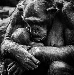 Chimpanzee hugging