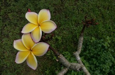 Close-up of yellow flowering plant