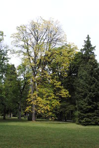 Trees against sky