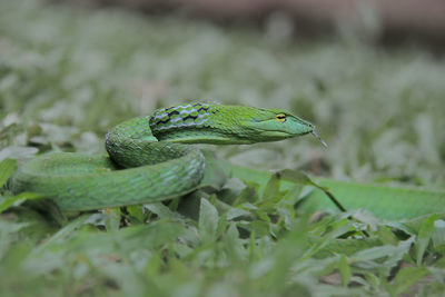 Close-up of green lizard on plant