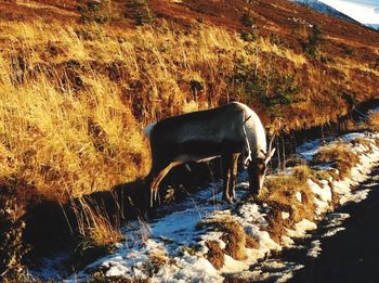 Horse on field