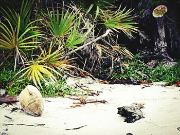 Cat on palm tree