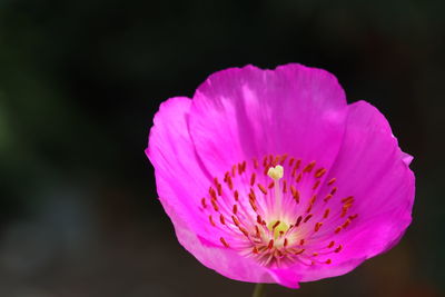 Close-up of pink flower