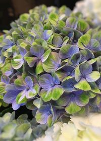 Close-up of purple flowers blooming outdoors