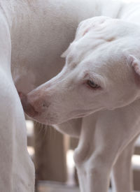 Close-up of white dog