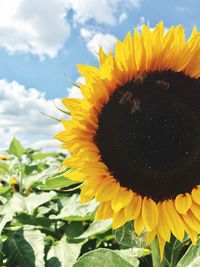 Close-up of sunflower blooming against sky