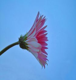 Close-up of pink flower against blue sky