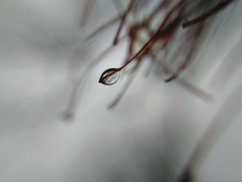 Close-up of plant