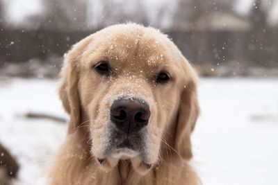 Close-up portrait of dog in snow