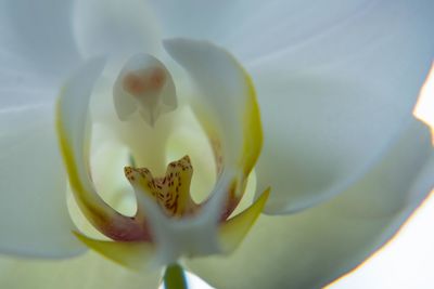 Close-up of white flower