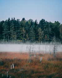 Trees on field against sky