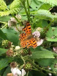 Close-up of butterfly pollinating on flower