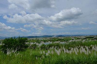 Scenic view of field against sky