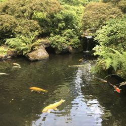 Ducks swimming in water