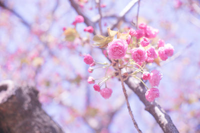 Ohanami in spring season. beautiful cherry blossom sakura branch and flowers.