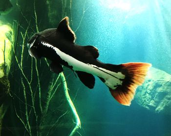 Close-up of turtle swimming in water