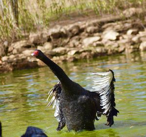 Bird flapping wings in lake